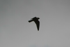 Falco longipennis