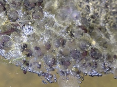 Rana longicrus