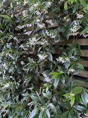Trachelospermum