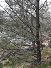 Pinus sabiniana