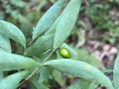 Wikstroemia taiwanensis