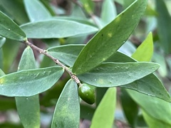 Wikstroemia taiwanensis