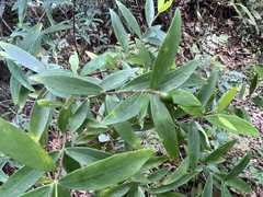 Wikstroemia taiwanensis