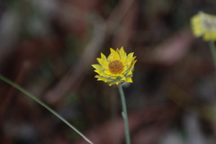 Leucochrysum albicans albicans