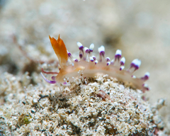 Coryphellina exoptata