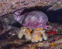 Aniculus maximus