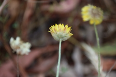 Leucochrysum albicans albicans