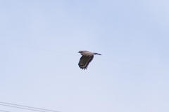 Spilornis holospilus