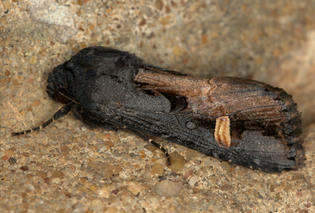 Brithysana speyeri