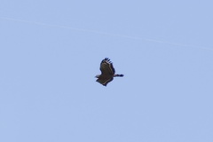 Spilornis holospilus