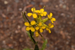 Erysimum inconspicuum