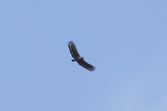 Spilornis holospilus