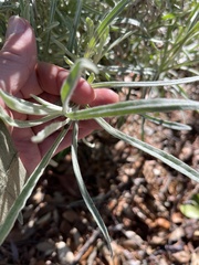 Pseudognaphalium