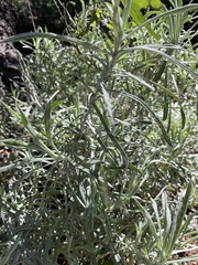 Pseudognaphalium
