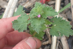 Lamium hybridum