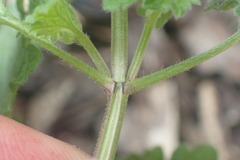 Lamium hybridum