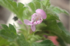 Lamium hybridum
