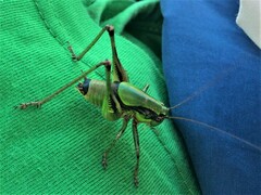 Eupholidoptera schmidti