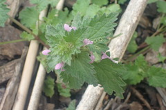 Lamium hybridum