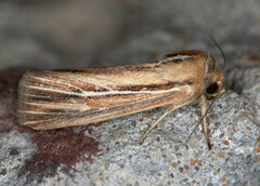 Mythimna sarca