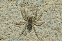 Lycosoides coarctata