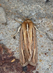 Mythimna sarca