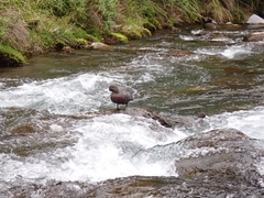 Hymenolaimus malacorhynchos