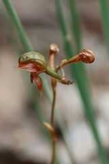 Pterostylis squamata