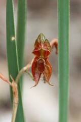 Pterostylis squamata