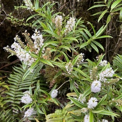 Veronica corriganii