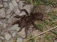 Harpactirinae