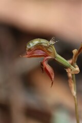 Pterostylis squamata