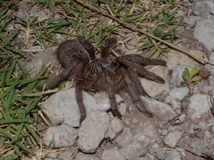 Harpactirinae