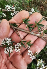 Sannantha pluriflora