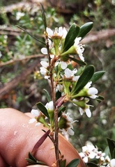 Sannantha pluriflora