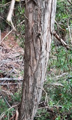 Sannantha pluriflora