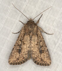 Mythimna languida