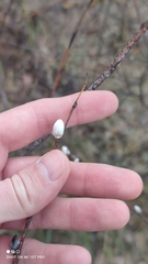 Salix acutifolia