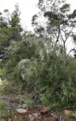 Sannantha pluriflora