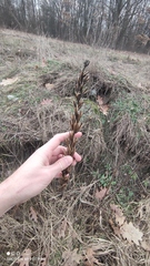 Oenothera rubricaulis