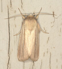 Mythimna prominens