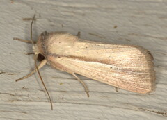 Mythimna prominens