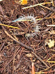 Cormocephalus rubriceps