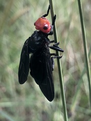 Bromophila caffra
