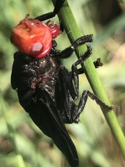 Bromophila caffra