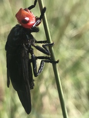 Bromophila caffra