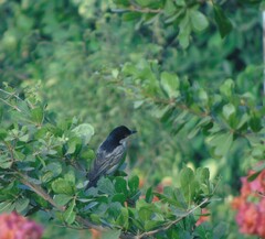 Dryoscopus gambensis