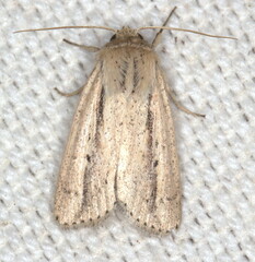 Mythimna tacuna