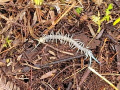 Cormocephalus rubriceps