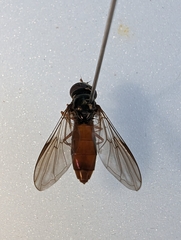 Eocheilosia harrisi